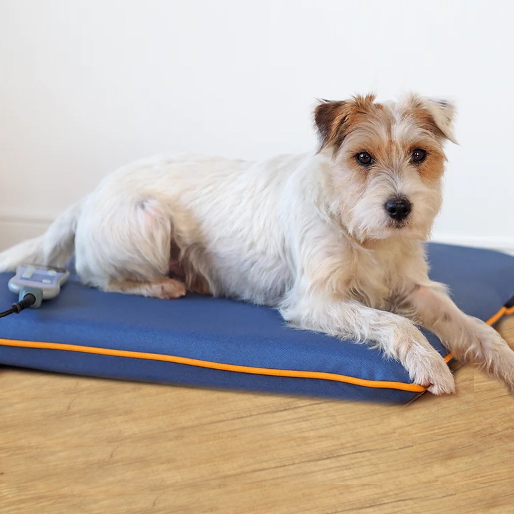 Oztrail dog bed sale